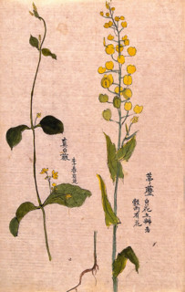 Two plants: herbaceous stems with yellow flowers. Creator: Unknown.
