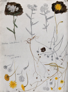 Various flower heads of yarrow (Achillea millefolium) and hawk's bit (Leontodon species). Creator: Unknown.