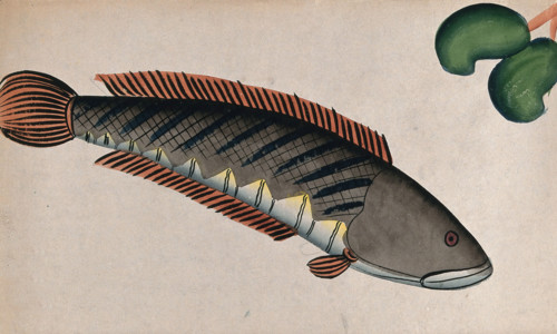 Fish. Creator: Unknown.