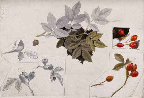 Rose hips and leaves, c1900s. Creator: Unknown.