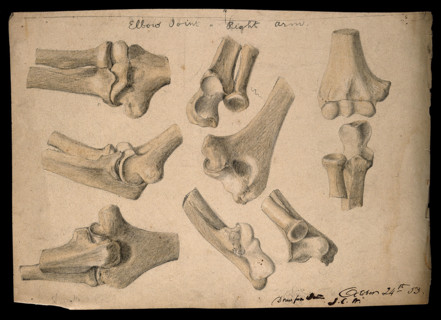 Bones of the elbow joint: eight figures, 1853/10/24. Creator: J.C. Whishaw.