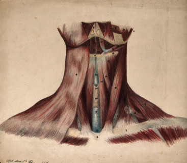 Dissection of the back of the neck, 1854/03/16. Creator: J.C. Whishaw.