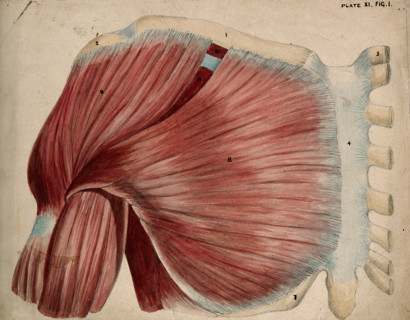 Dissection showing the shoulder and chest muscles: view of the pectoral and the..., 1852-1854. Creator: J.C. Whishaw.