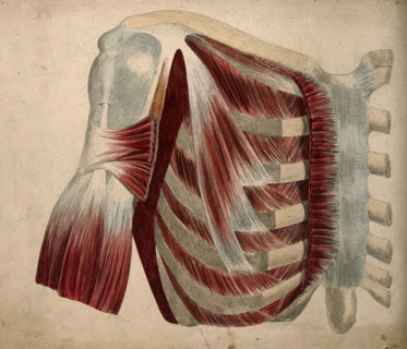 Dissection showing the muscles and bones of the chest and shoulder, 1852-1854. Creator: J.C. Whishaw.