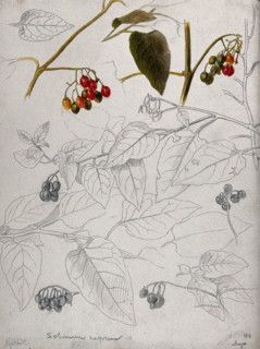 Black nightshade (Solanum nigrum): leaves and fruits. Creator: Unknown.