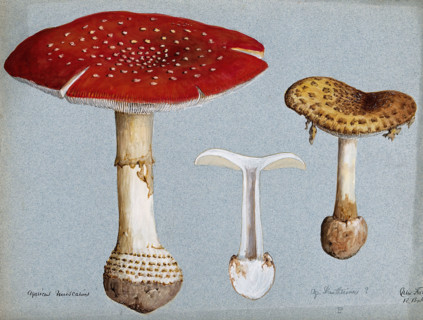 The fly agaric fungus (Amanita muscaria): three fruiting bodies. Creator: R Baker.