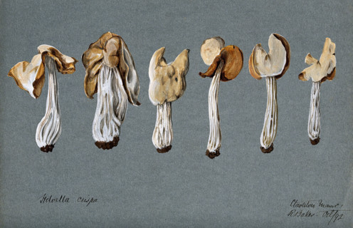 A false morel fungus (Helvella crispa): six fruiting bodies, 1892. Creator: R Baker.