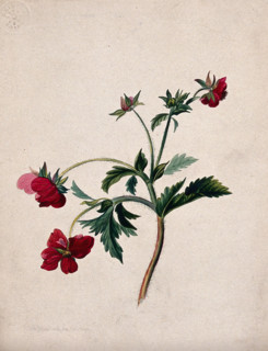 A type of aven (Geum species): flowering stem, 1839. Creator: Mary Anne Bayfield.