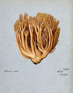 A fungus (Ramaria aurea): fruiting body, 1890. Creator: C Bucknall.