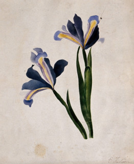 Two iris flowers, c1900. Creator: E Finlaison.