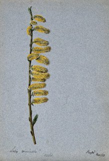 Basket willow (Salix viminalis): flowering stem, 1903. Creator: Unknown.