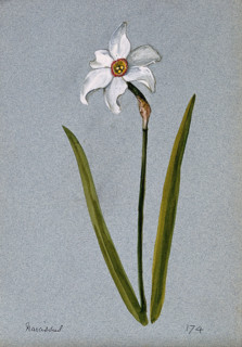 Daffodil (Narcissus species): flowering stem. Creator: Unknown.