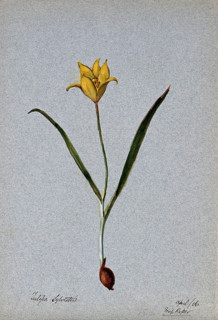 Wild tulip (Tulipa sylvestris): flowering plant, 1906. Creator: Unknown.