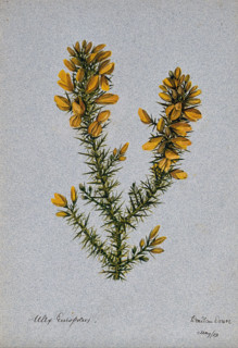 Gorse or whin (Ulex europaeus): flowering stem, 1902. Creator: Unknown.