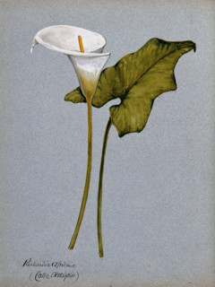 Arum lily (Zantedeschia aethiopica): inflorescence and leaf. Creator: Unknown.