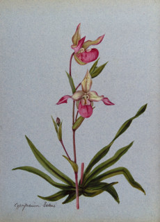 A lady's slipper orchid (Cypripedium Sedeni): flowering stem. Creator: Unknown.