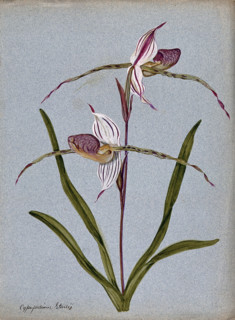A lady's slipper orchid (Cypripedium Stoneii): flowering stem. Creator: Unknown.