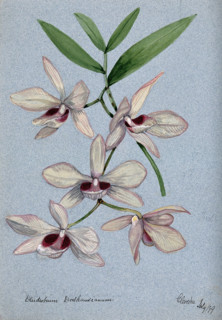 An orchid (Dendrobium Dalhausianum): flowering stem, 1899. Creator: Unknown.