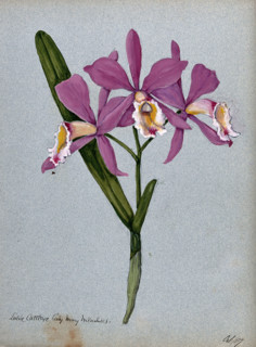 An orchid hybrid (Laelia x Cattleya "Lady Mary Measures"): flowering stem and leaves, 1907. Creator: Unknown.