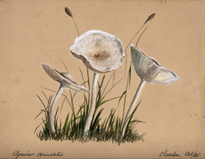 A fungus (Agaricus cerussatus): three fruiting bodies, 1865. Creator: Unknown.