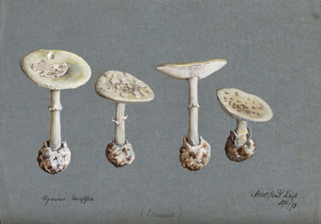 False death cap fungus (Amanita citrina): four fruiting bodies, 1893. Creator: Unknown.