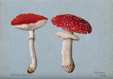 The fly agaric fungus (Amanita muscaria): two fruiting bodies, 1890. Creator: Unknown.