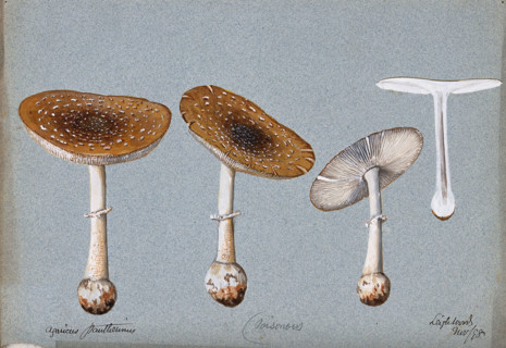 Panther cap fungus (Amanita pantherina): four fruiting bodies, one sectioned, 1893. Creator: Unknown.