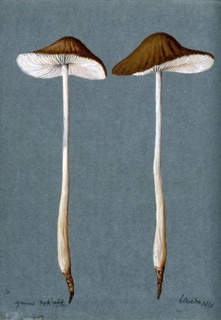A fungus (Agaricus radicatus?): two fruiting bodies, 1896. Creator: Unknown.
