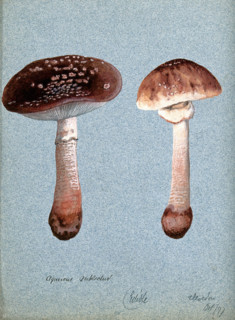 The blusher fungus (Amanita rubescens): two fruiting bodies, 1897. Creator: Unknown.