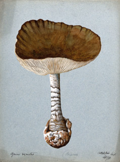 A fungus (Amanita vaginata): one fruiting body, 1891. Creator: Unknown.