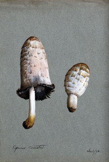 Shaggy ink cap or lawyer's wig fungus (Coprinus comatus): two fruiting bodies, 1894. Creator: Unknown.