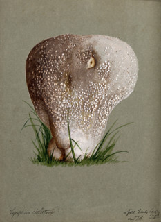 A puff ball (Lycoperdon species), 1886. Creator: Unknown.