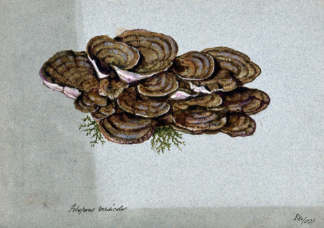 A bracket fungus (Coriolus versicolor): a large group of fruiting bodies, 1902. Creator: Unknown.