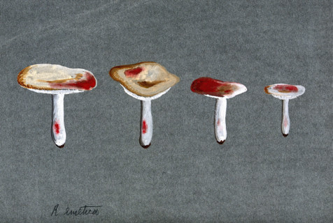 The sickener fungus (Russula emetica): four fruiting bodies. Creator: Unknown.