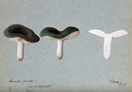A fungus (Russula species): three fruiting bodies, one sectioned, 1896. Creator: Unknown.