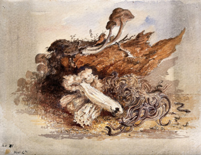 A group of fungi, possibly including Clavaria and Agaricus species, c19th century. Creator: Unknown.