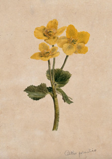 Marsh marigold or kingcups (Caltha palustris): flowering stem. Creator: Unknown.