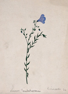 Flax plant (Linum species): flowering stem. Creator: Unknown.