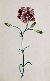 Striped red carnation (Dianthus species): flowering stem. Creator: Unknown.