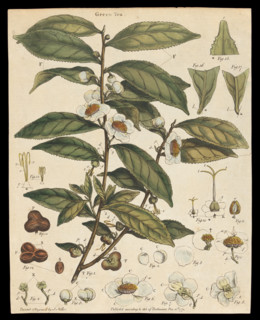 Tea plant (Camellia sinensis): flowering stem. Creator: Unknown.