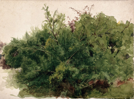 A stand of bushes, c1900s. Creator: Unknown.