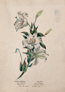 Madonna lily or bourbon lily (Lilium candidum): flowering stem, (c1850?). Creator: Unknown.