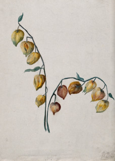 Chinese lantern (Physalis alkekengi): fruiting stem. Creator: Unknown.