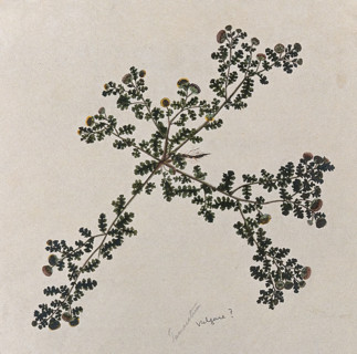 Tansy (Tanacetum vulgare): entire flowering plant. Creator: Unknown.