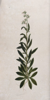 A bellflower (Campanula species): entire flowering plant. Creator: Unknown.