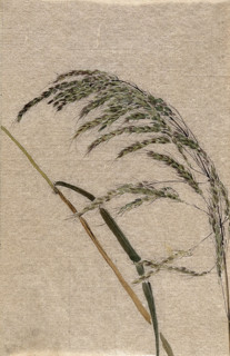 A grass (Panicum species): seed head and stalk, c19th century. Creator: Unknown.