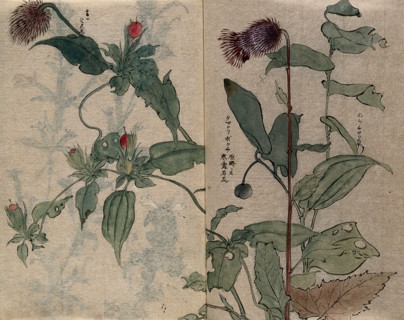 A thistle flower and fruiting plant. Creator: Unknown.