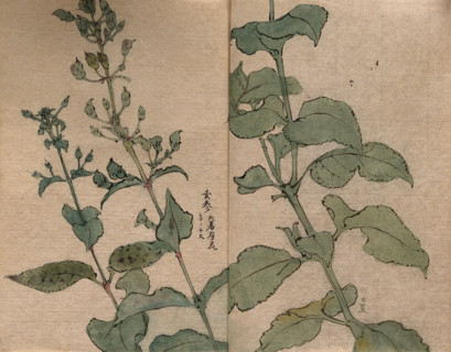 A fruiting plant of the Scrophulariaceae family: stem in two sections. Creator: Unknown.