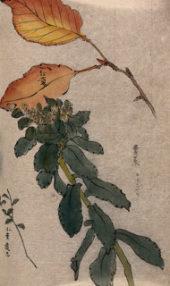Autumn leaves of a beech tree (Fagus species) and two unidentified leafy stems. Creator: Unknown.