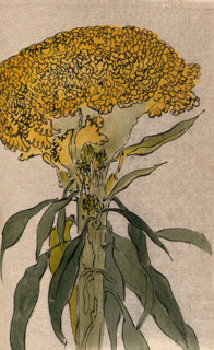 A plant of the Polygonaceae family: flowering stem. Creator: Unknown.